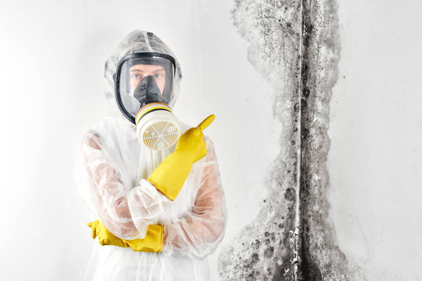 Why You Should Choose Our Mold Remediation Services in Sammamish, WA